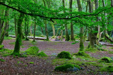 Tal-y-bont 'taki güzel orman ve yosun - Gwynedd - Galler - Büyük Britanya