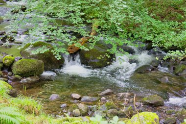 Tal-y-bont 'taki ormanın güzel doğası - Gwynedd - Galler - İngiltere