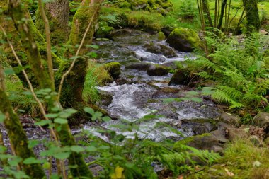 Tal-y-bont 'taki ormandaki dere - Gwynedd - Galler - Büyük Britanya