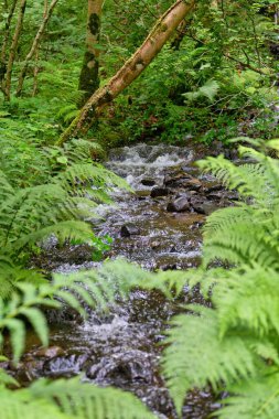 Ormanda, ormanda akan bir dere, Tal-y-bont - Gwynedd - Galler - Büyük Britanya