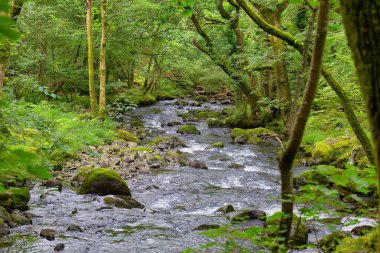 Nehir Tal-y-bont ormanında - Gwynedd - Galler - Büyük Britanya