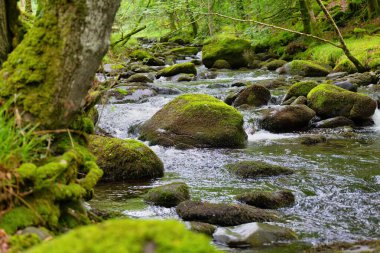 Tal-y-bont 'taki güzel orman manzarası - Gwynedd - Galler - Büyük Britanya