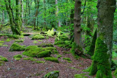 Tal-y-bont 'ta ağaçlı ve yosunlu orman - Gwynedd - Galler - Büyük Britanya