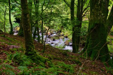 Tal-y-bont 'taki güzel orman manzarası - Gwynedd - Galler - Büyük Britanya