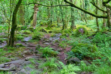 Tal-y-bont 'taki ormanda yol - Gwynedd - Galler - Büyük Britanya