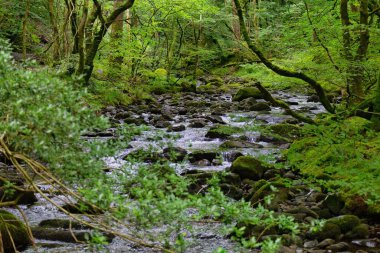 Tal-y-bont 'taki ormanda güzel bir şelale Gwynedd - Galler