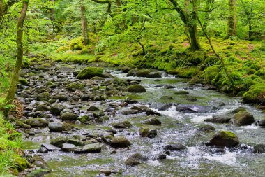 Nehir Tal-y-bont ormanında - Gwynedd - Galler - Büyük Britanya