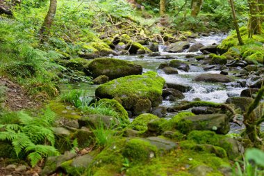 Tal-y-bont 'ta yeşil yosunlu güzel dağ nehri - Gwynedd - Galler - İngiltere