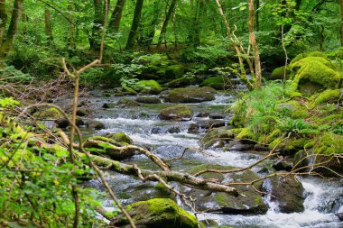 Tal-y-bont 'taki ormandaki güzel nehir - Gwynedd - Galler - İngiltere