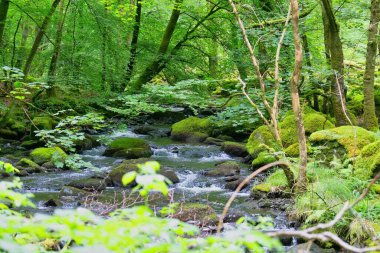 Tal-y-bont 'taki yosunlu ormanda bir şelale - Gwynedd - Galler