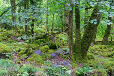 Tal-y-bont 'taki güzel orman manzarası - Gwynedd - Galler - Büyük Britanya