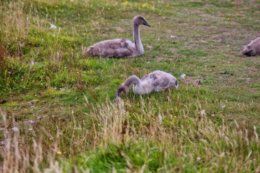 Tal-y-bont - Gwynedd - Galler - İngiltere