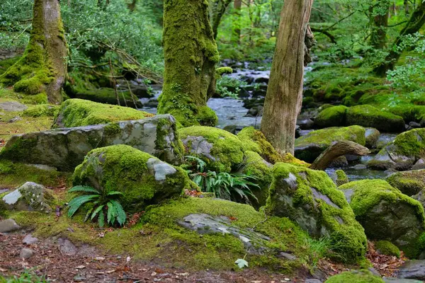 Tal-y-bont 'taki dağlarda yosunlu taşların güzel ormanı - Gwynedd - Galler - Büyük Britanya