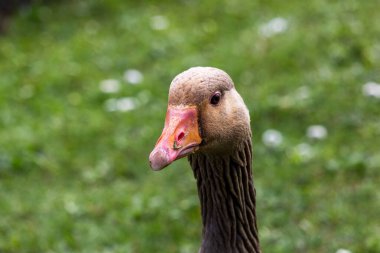 a closeup of an adult female duck with a blurry background in the park. in Southport - North West - Great Britain clipart