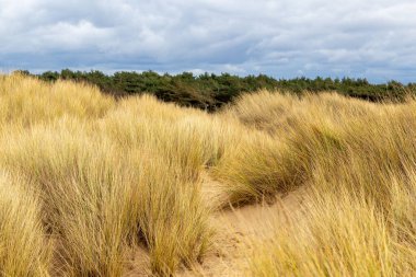 Formby 'deki doğanın güzel manzarası - Southport - Kuzey Batı - İngiltere