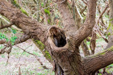 tree in the forest. nature and environment. in Formby - Southport - North West - Great Britain clipart