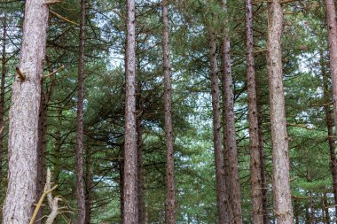 pine trees in forest in Formby - Southport - North West - Great Britain clipart