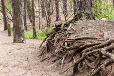 tree trunk in forest in Formby - Southport - North West - Great Britain clipart