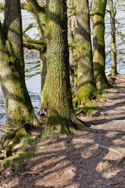 Rivington 'da patikanın yanındaki ağaçlar - Bolton - Kuzey Batı - Büyük Britanya