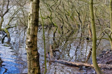 Ormandaki nehir manzarası. Rivington - Bolton - Kuzey Batı - Büyük Britanya