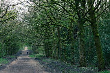 Rivington 'daki parkın güzel manzarası - Bolton - Kuzey Batı - Büyük Britanya