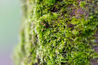 Rivington 'daki ağaç gövdesindeki yosun yumağı - Bolton - Kuzey Batı - Büyük Britanya