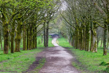 Rivington 'da ilkbaharda ormanda yol - Bolton - Kuzey Batı - Büyük Britanya