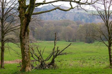 Rivington 'daki güzel orman manzarası - Bolton - Kuzey Batı - Büyük Britanya
