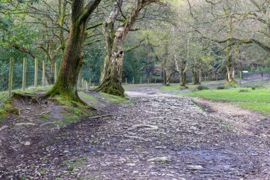 Rivington 'da ormanın ortasındaki patika - Bolton - Kuzey Batı - Büyük Britanya