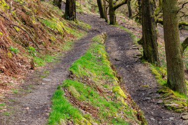 Rivington 'daki ormanda yol - Bolton - Kuzey Batı - Büyük Britanya
