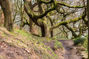 Ormanda ağaçların olduğu güzel bir patika. Rivington - Bolton - Kuzey Batı - Büyük Britanya