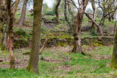Ormandaki eski ahşap duvar. Rivington - Bolton - Kuzey Batı - Büyük Britanya