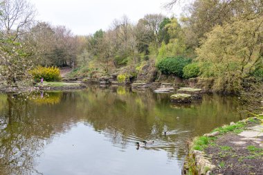 Rivington 'daki Japon stil parkındaki gölet - Bolton - Kuzey Batı - Büyük Britanya