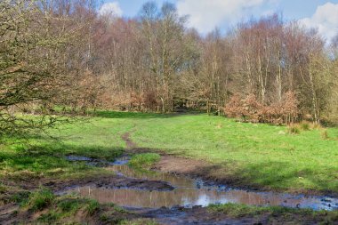 a beautiful shot of a river surrounded by trees and grass in the forest during the day in Rivington - Bolton - North West - Great Britain clipart