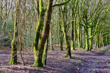 Rivington 'da ormanı ve yolu olan güzel bir manzara - Bolton - Kuzey Batı - Büyük Britanya