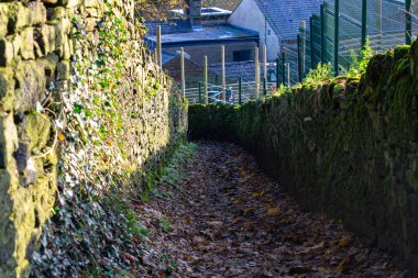 autumn leaves in a park on a background and small path in Holcombe - Greater Manchester - Lancashire - United Kingdom clipart