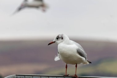 seagull on a pole in Littleborough - Rochdale - Greater Manchester - Lancashire - United Kingdom clipart