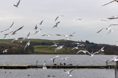 seagulls flying in the lake in Littleborough - Rochdale - Greater Manchester - Lancashire - United Kingdom clipart