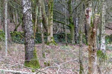 Littleborough 'daki eski orman ve ağaçlar - Rochdale - Büyük Manchester - Lancashire - Birleşik Krallık