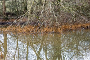Ormandaki küçük bir nehir. Littleborough - Rochdale - Büyük Manchester - Lancashire İngiltere