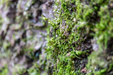 Littleborough - Rochdale - Greater Manchester - Lancashire - Birleşik Krallık