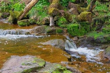 Cheesden Vadisi 'ndeki ormandan akan akarsu - Rochdale - Büyük Manchester - Lancashire - İngiltere