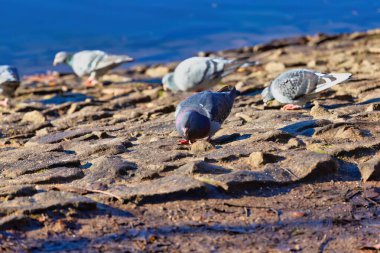 Manchester Heaton Parkı 'ndaki nehir kıyısında güvercinler Büyük Manchester, Birleşik Krallık
