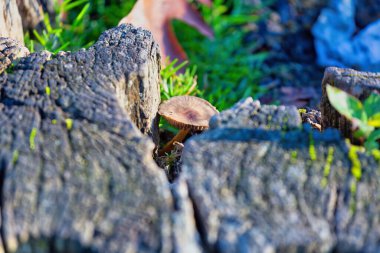 mushroom in the forest in Heaton park - Manchester - Greater Manchester - United Kingdom clipart