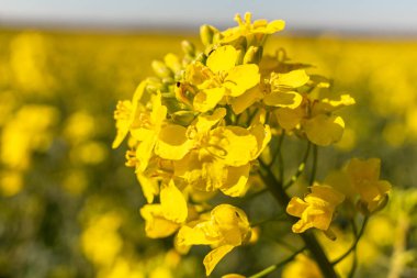 Meiningsen- Soest - Mhnesee - Kuzey Ren-Vestfalya - Almanya - Avrupa Birliği