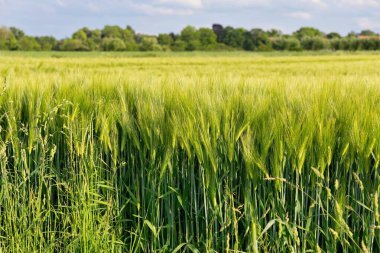 Yazın Meiningsen- Soest - Mhnesee - Kuzey Ren-Vestfalya - Almanya - Avrupa Birliği