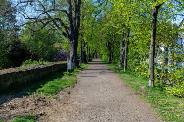 Şehir parkında bahar, Soest 'te yeşil ağaçlar - Kuzey Ren-Vestfalya - Almanya - Avrupa Birliği