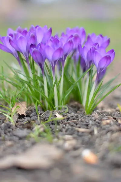 bahar timsahları, çiçekler, flora