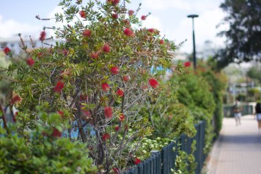 Bahçedeki çiçekler