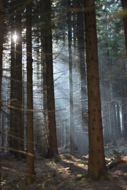 Orman sabah ışığında